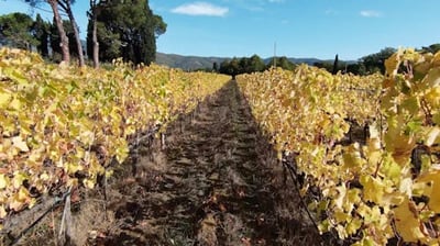 autumn-drone-fpv-tuscany-10090317