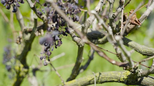 cultivation-fruit-grape-grapevine-6895110